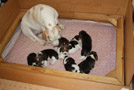 Beaglefamilie in Wurfkiste